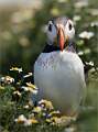 Puffin Among Petals_Hannah Taylor_Set