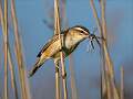 Sedge Warbler with food_Karen Eaton_Set