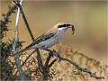Shrike with Wasp Catch_Julie Browne_Open
