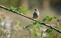 Whitethroat_Jamie Bird_Open