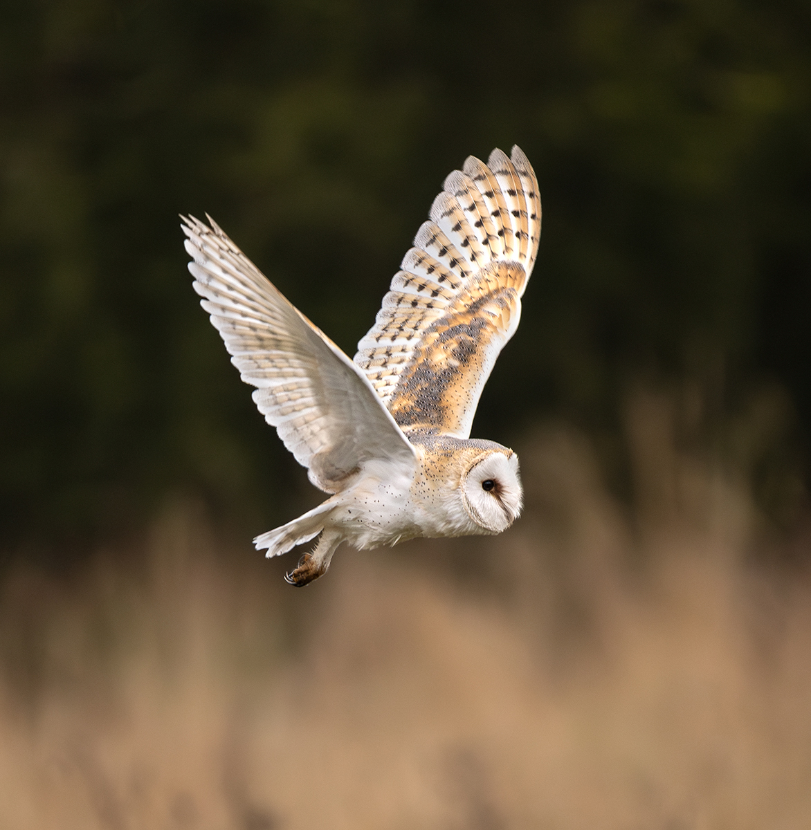Barn Owl in flight_Roger Hance_Open.jpg - 5th DPI - Open