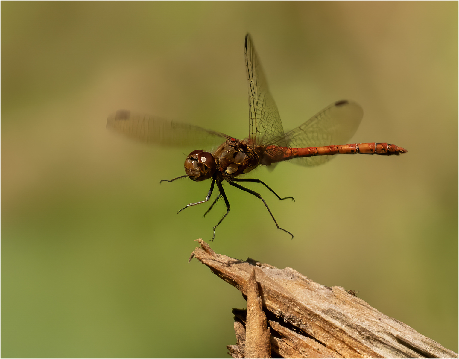 Common Red Darter_Julie Browne_Open.jpg - Open