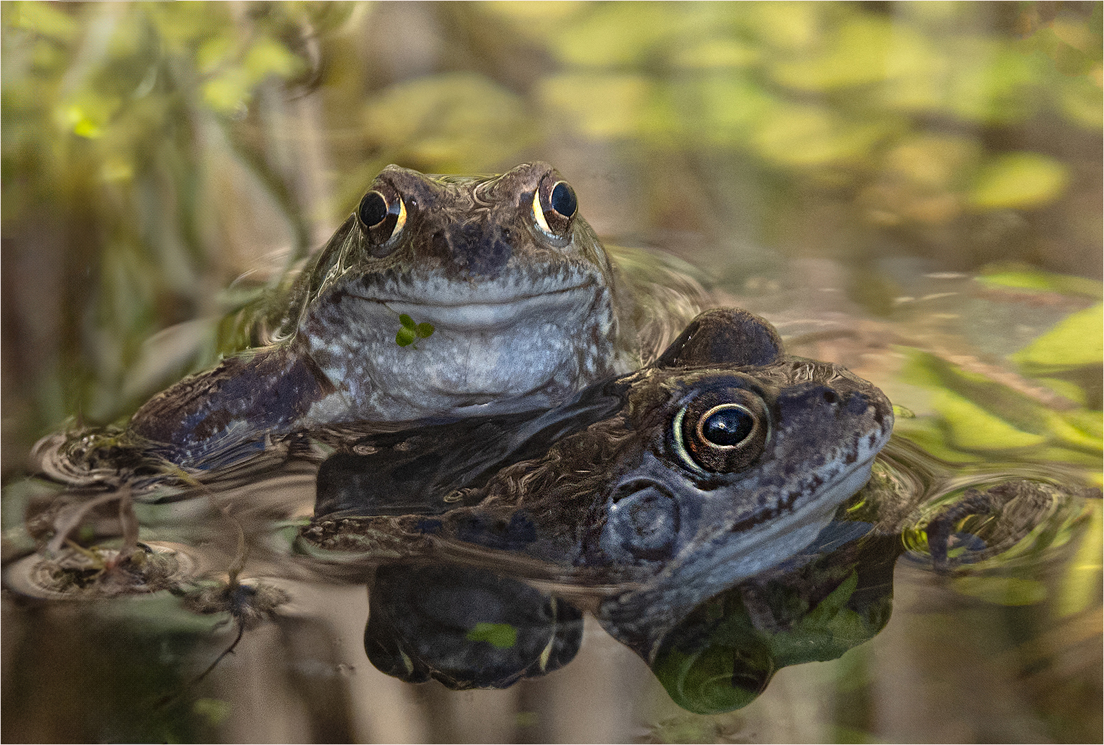 Frogs_AlisonHance_Open.jpg - DPI Monthly Comp No 5 Open