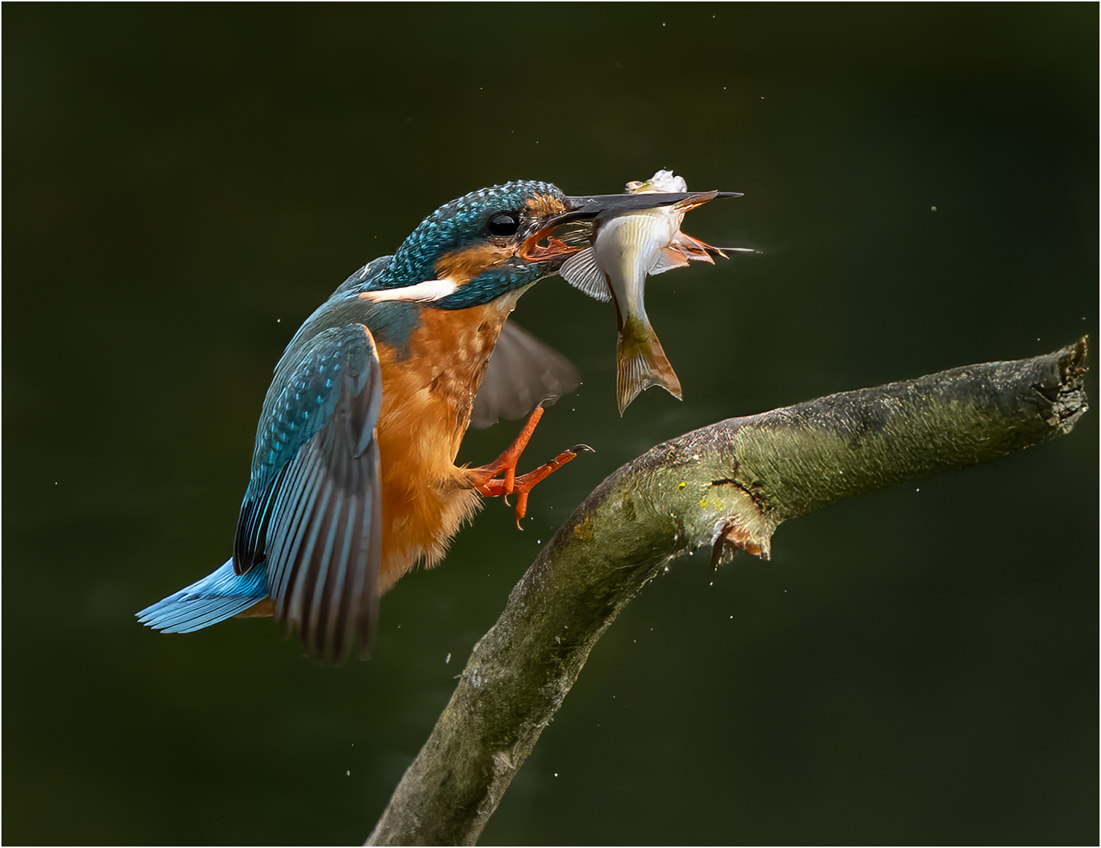 Kingfisher_Julie Browne_Open.jpg - Open