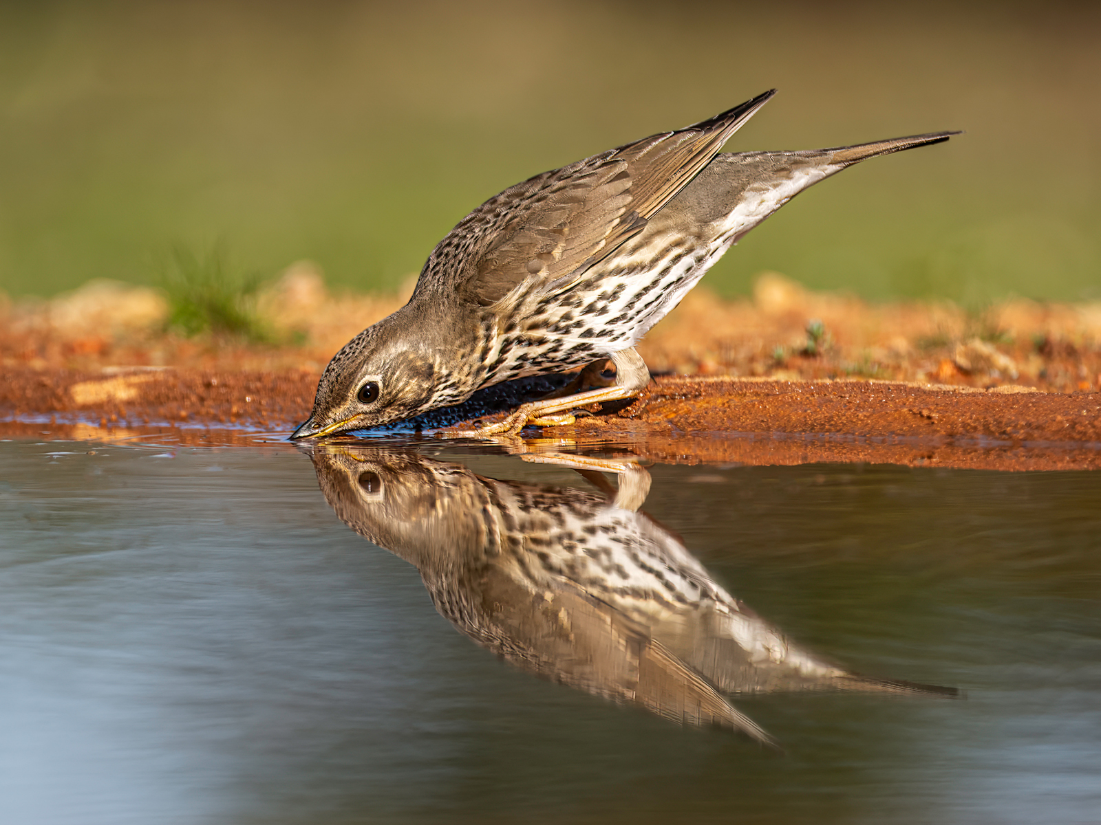 Song Thush Drinking Reflection_Stephen Harper_Shadows_Open.jpg