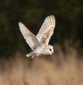 Barn Owl in flight_Roger Hance_Open