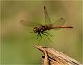 Common Red Darter_Julie Browne_Open