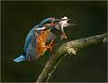 Kingfisher_Julie Browne_Open