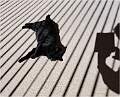 Marley and Me_Julie Browne_Set  