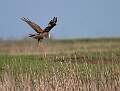 Marsh Harrier Surveying_Marc Wheeler_open