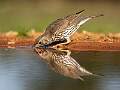 Song Thush Drinking Reflection_Stephen Harper_Shadows_Open