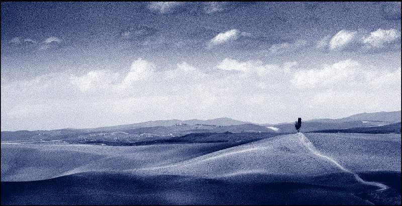 Cypresses.jpg - DCF 1.0