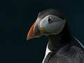 Puffin