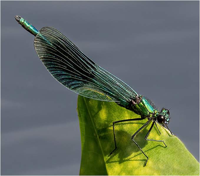 Banded Demoiselle_Julie Browne.jpg