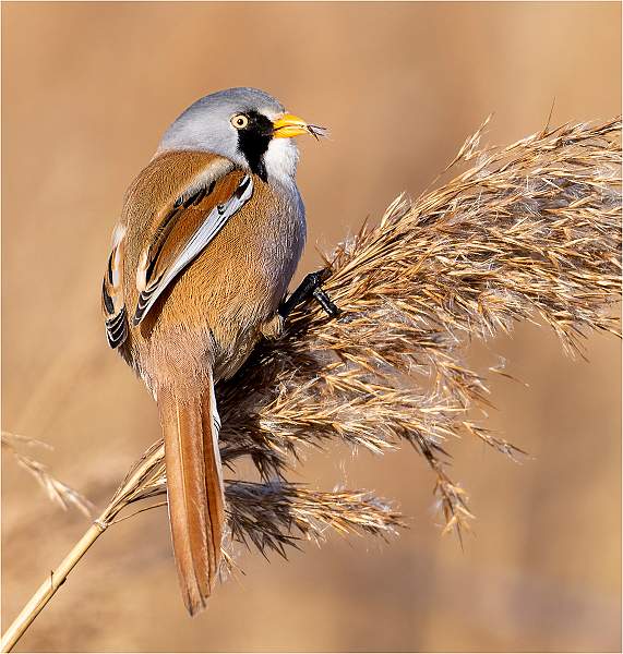 Bearded Reedling_Julie Browne.jpg