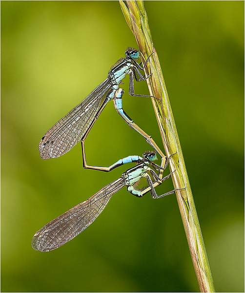 Mating Demoiselles_Julie Browne.jpg