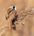 Bearded Reedling_Julie Browne