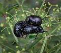 Bloody nosed beetle_Peter Smith ARPS