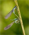 Mating Demoiselles_Julie Browne