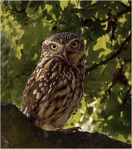 01_Male Little Owl_Julie Browne.jpg
