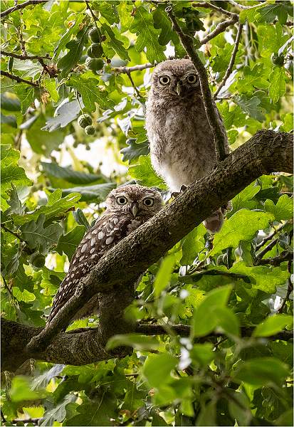 02_Adult Little Owl with Juvenile_Julie Browne.jpg