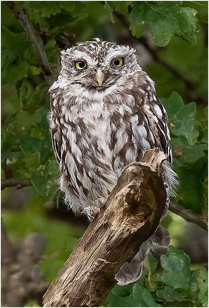 03_Female Little Owl_Julie Browne.jpg