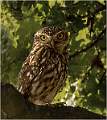 01_Male Little Owl_Julie Browne