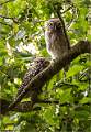 02_Adult Little Owl with Juvenile_Julie Browne