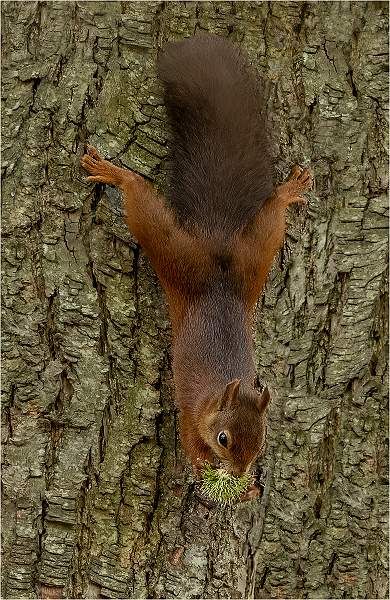 1. I've got a nut.jpg - Nacton Cup