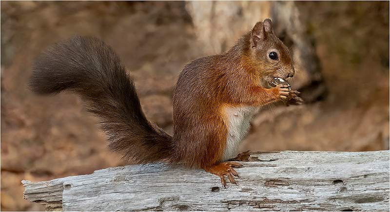 3. I'm eating my nut.jpg - Nacton Cup