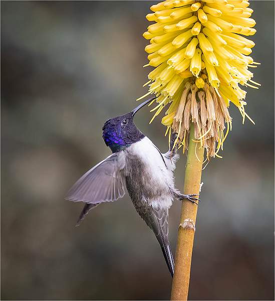 12.02_i 1.jpg - Hill Star_michael bamford_Nacton i1.jpg