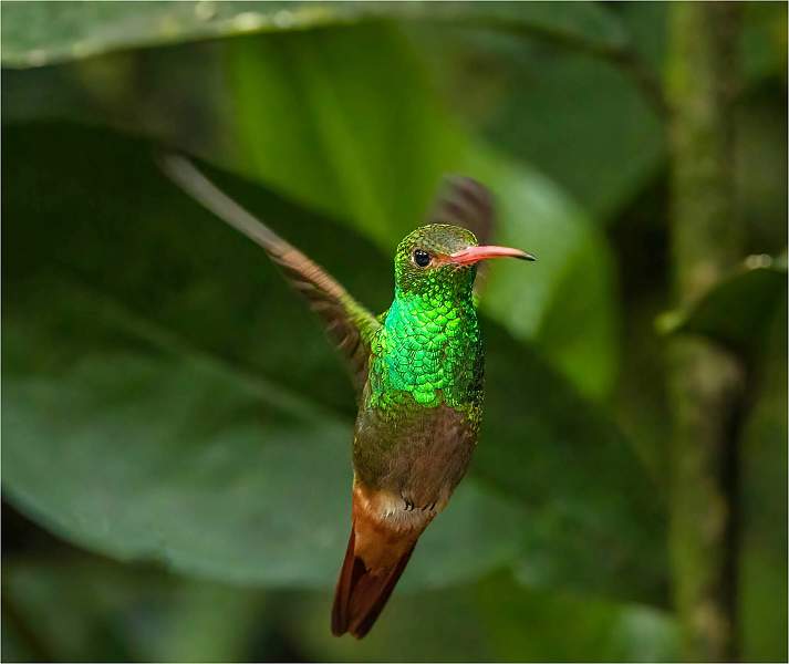 12.04_i 3.jpg - Rufous tailed hummingbird_michael bamford_nacton i3.jpg