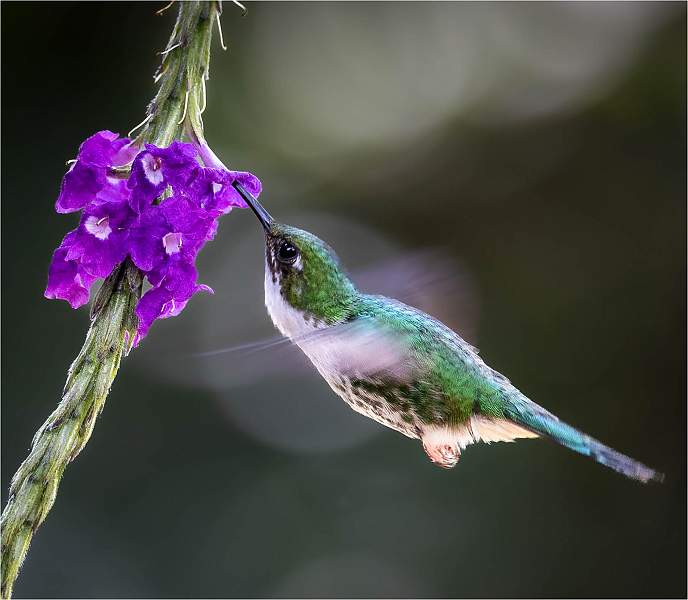 12.06_i 5.jpg - Booted rackettail f._michael bamford_Nacton i5.jpg