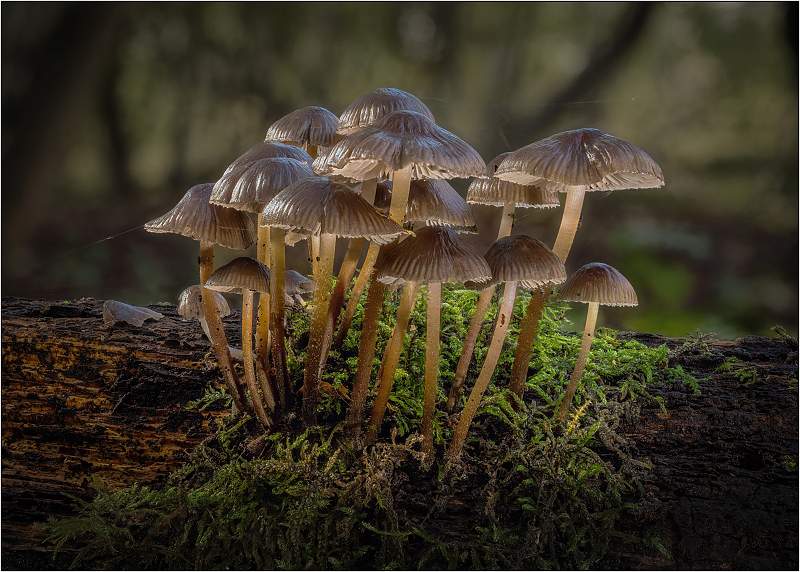 03.08-Stack 04 MC2_4167-4206 PMax.jpg - RSPB Wolves Wood