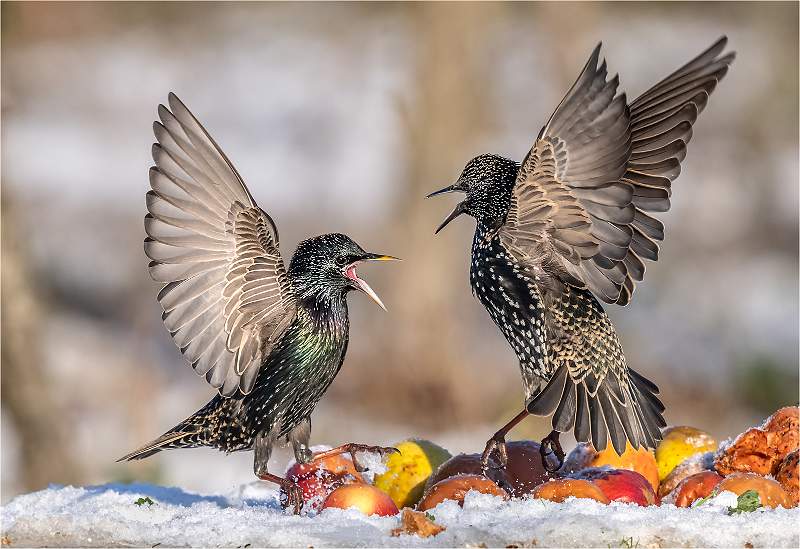 Mallet Cup_Starlings squabbling over Rotten Apples_Roger Hance FRPS.jpg - IDPS Digital 2023