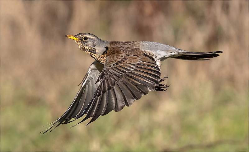 Fieldfare in Flight_Roger Hance FRPS.jpg - IDPS Digital 2023