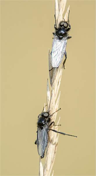 Hawthorn Fly_Stephen Harper EFIAP.jpg - Shadows_Open