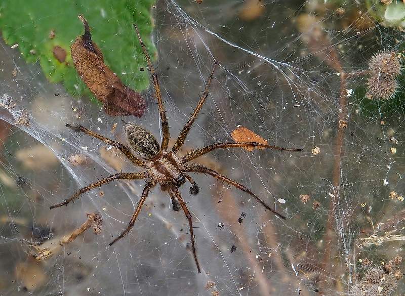 Labyrinth spider_Peter Smith ARPS.jpg - Labyrinth spider