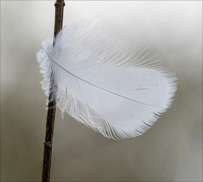 White Feather_Julie Browne.jpg