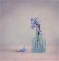 Bottle of Bluebells_Lindsey Saunders