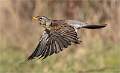 Fieldfare in Flight_Roger Hance FRPS