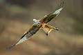 Red Kite over Dumfries_Kevin Williams CPAGB
