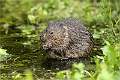 Water Vole at Nature Reserve_Roger Hance FRPS
