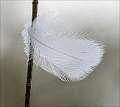 White Feather_Julie Browne