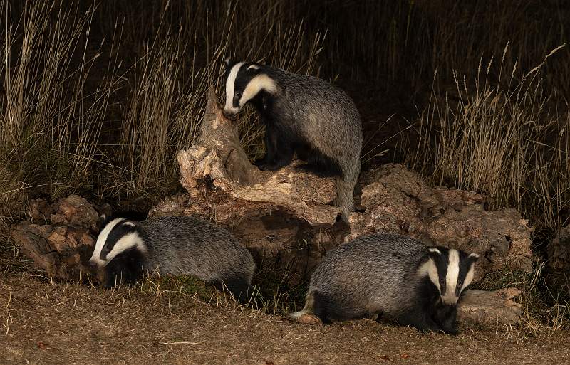 Badgers Foraging_Martin Hancock ARPS.jpg