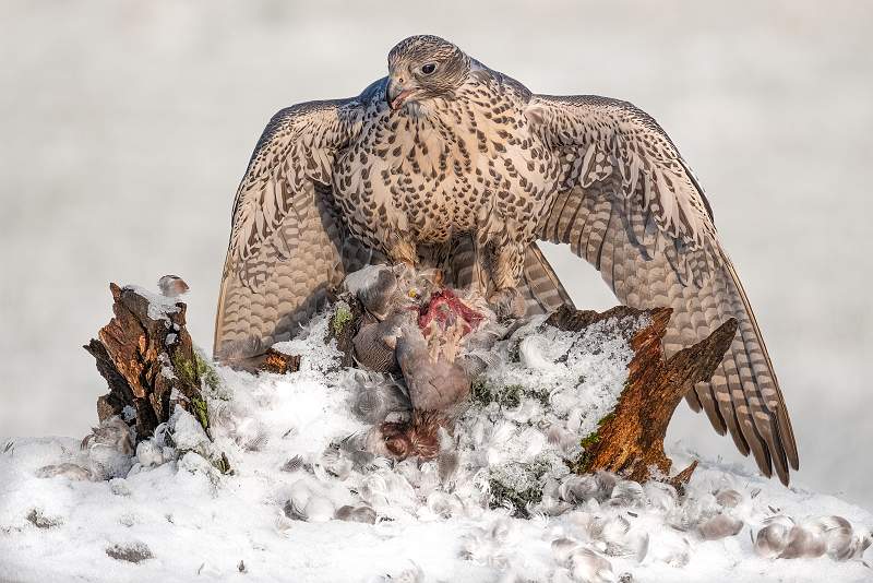 Gyr Falcon on Prey_Kevin Williams CPAGB.jpg