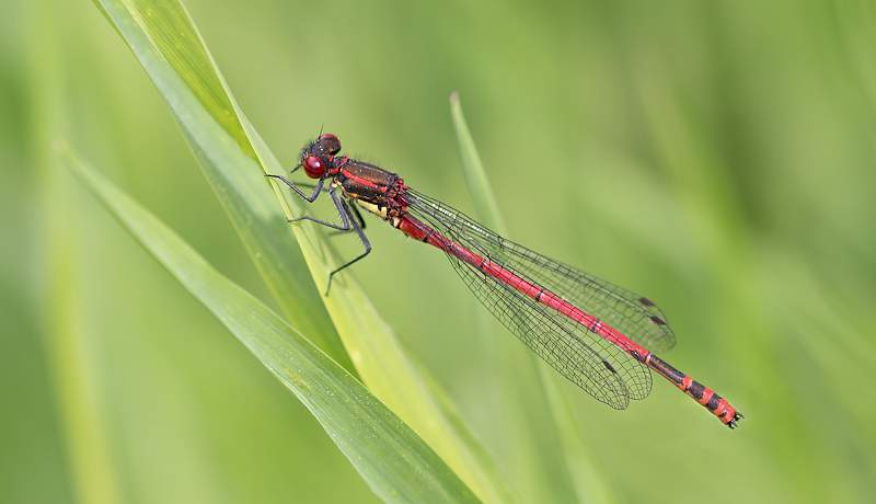 Large Red Damselfly_Jamie Bird.jpg