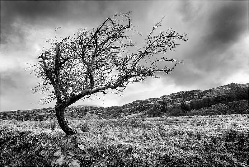 The Crooked Tree Snowdonia_Roger Hance FRPS.jpg - Digital File of Accepted Print in 2023 IDPS Exhibition