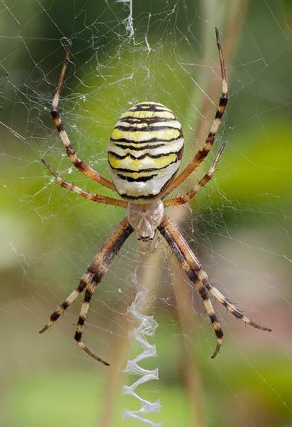 Wasp Spider_Peter Smith ARPS.jpg - Wasp Spider