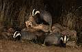 Badgers Foraging_Martin Hancock ARPS